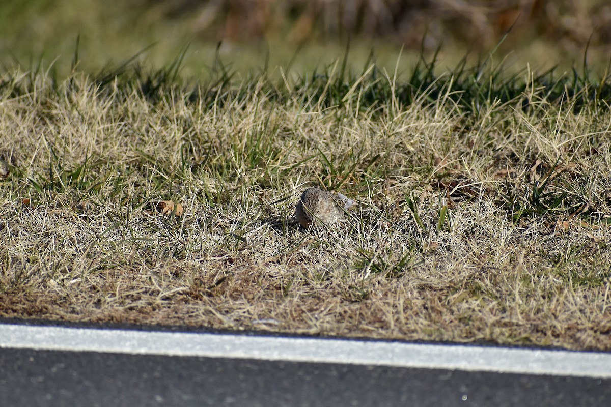 Cassin's Sparrow - ML646595766