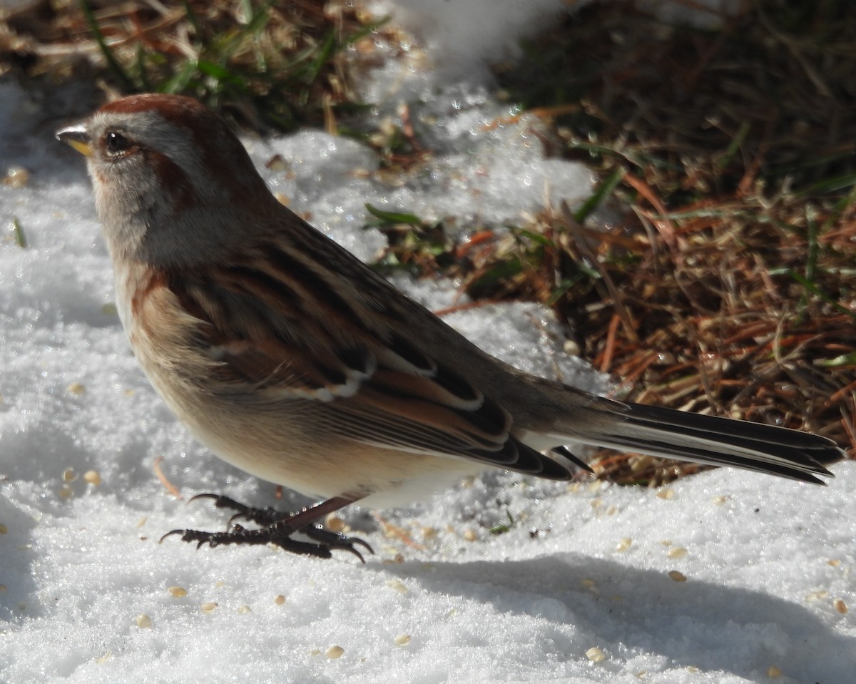 American Tree Sparrow - ML646595771