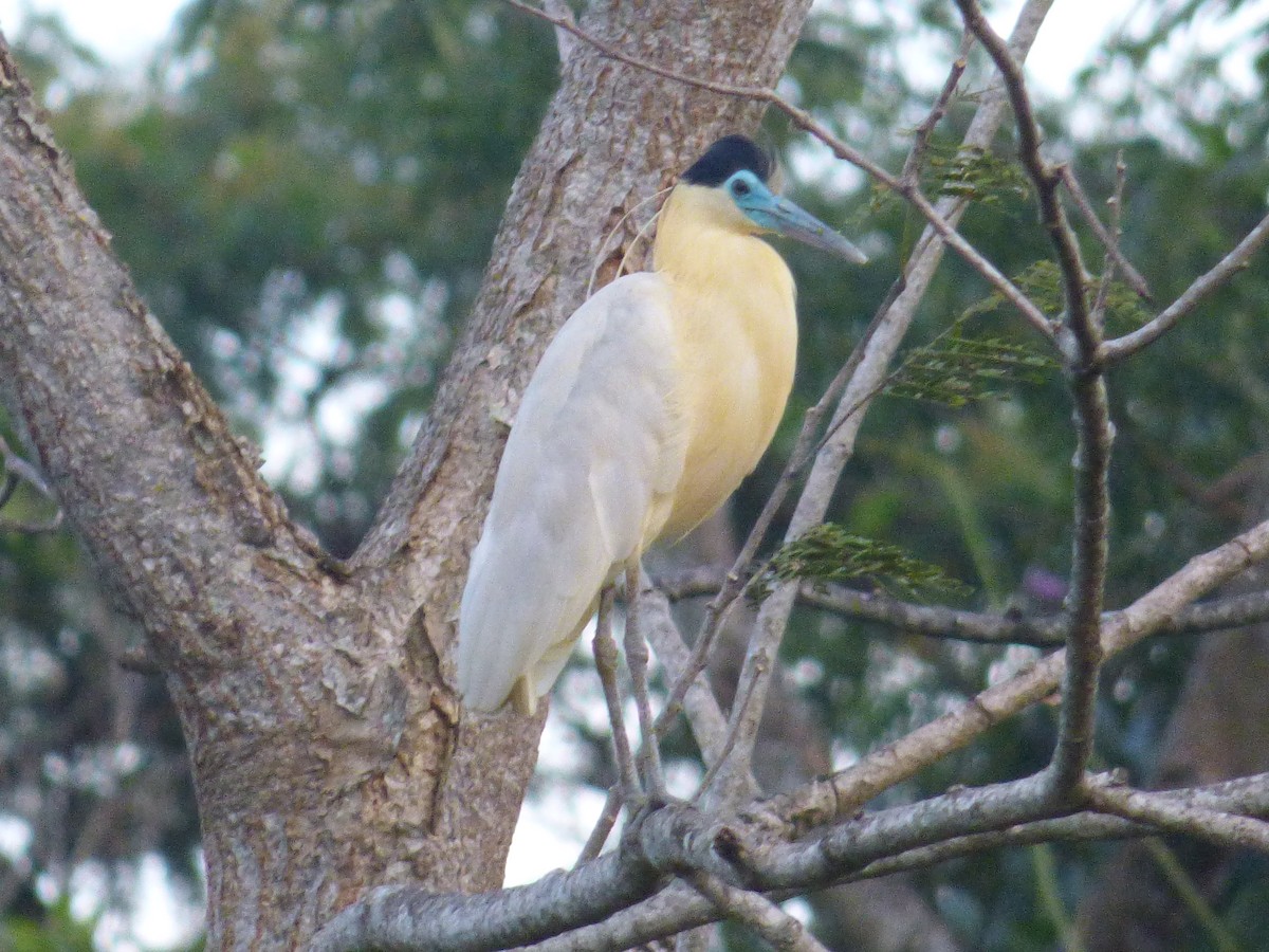 Capped Heron - ML646595772