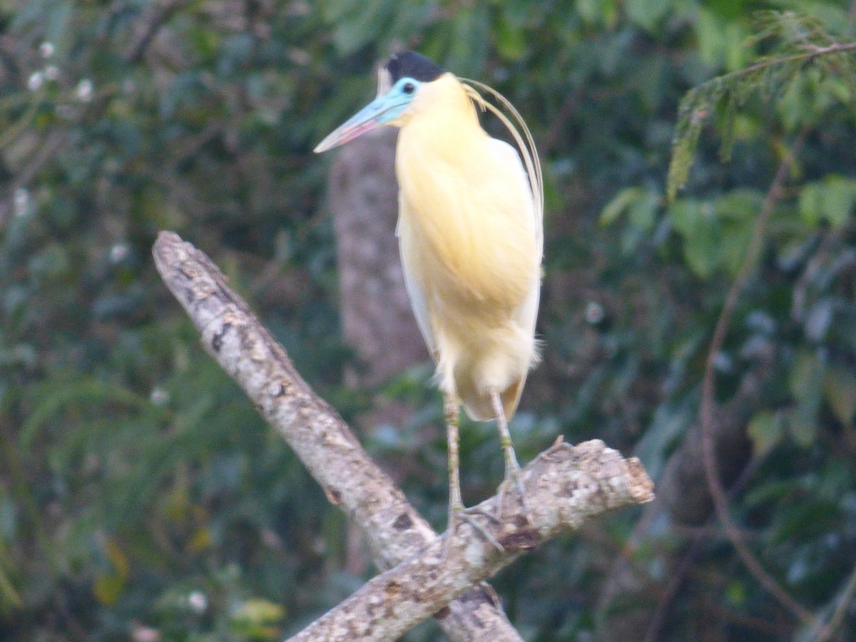 Capped Heron - ML646595774