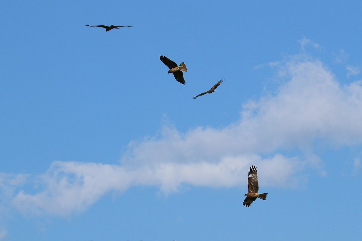 黑鳶 - ML646595776