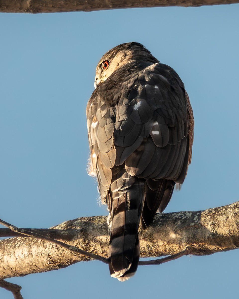 Cooper's Hawk - ML646595778