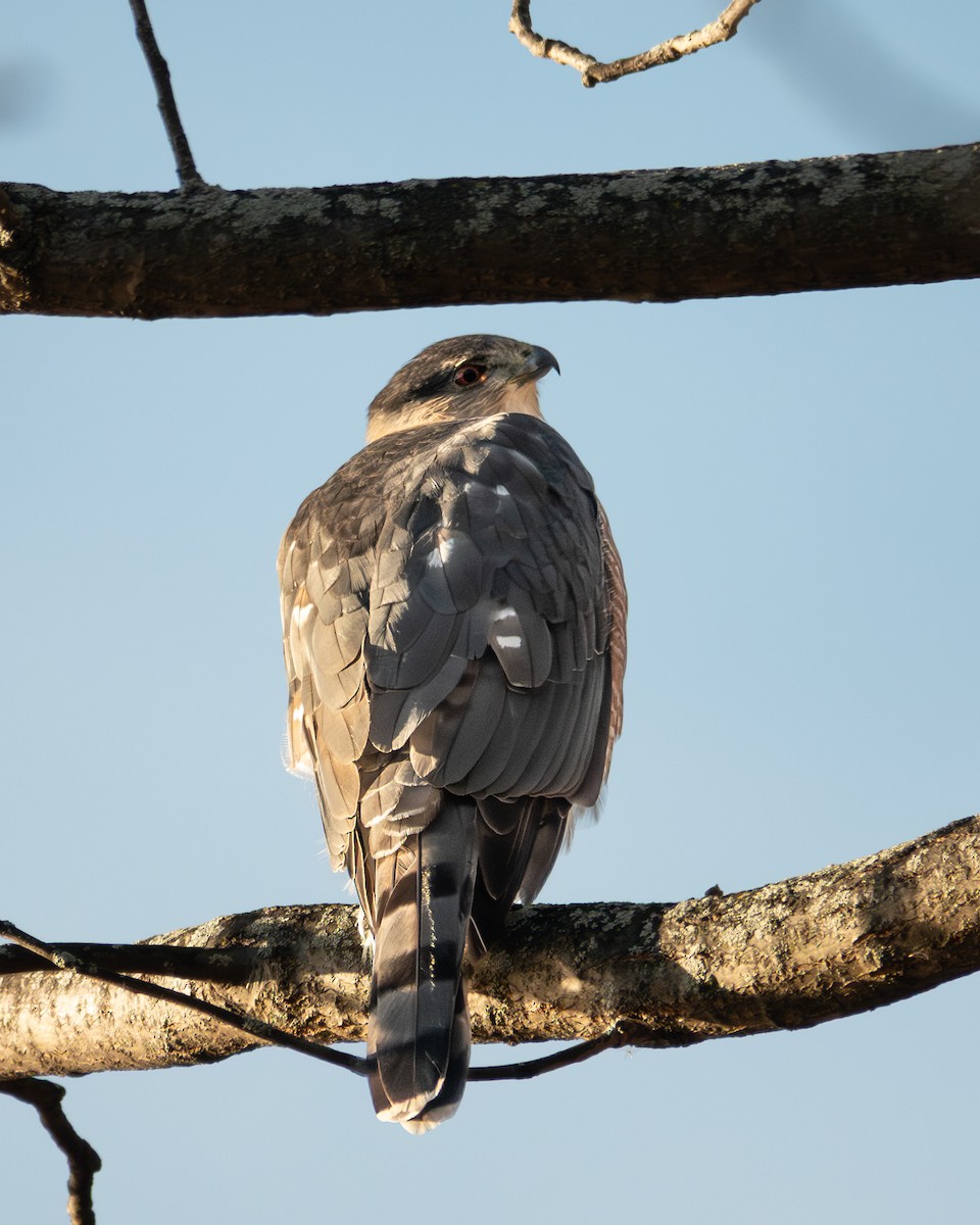 Cooper's Hawk - ML646595780