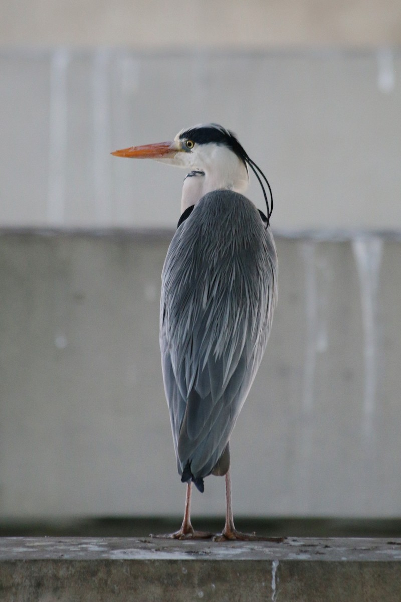 蒼鷺 - ML646595782