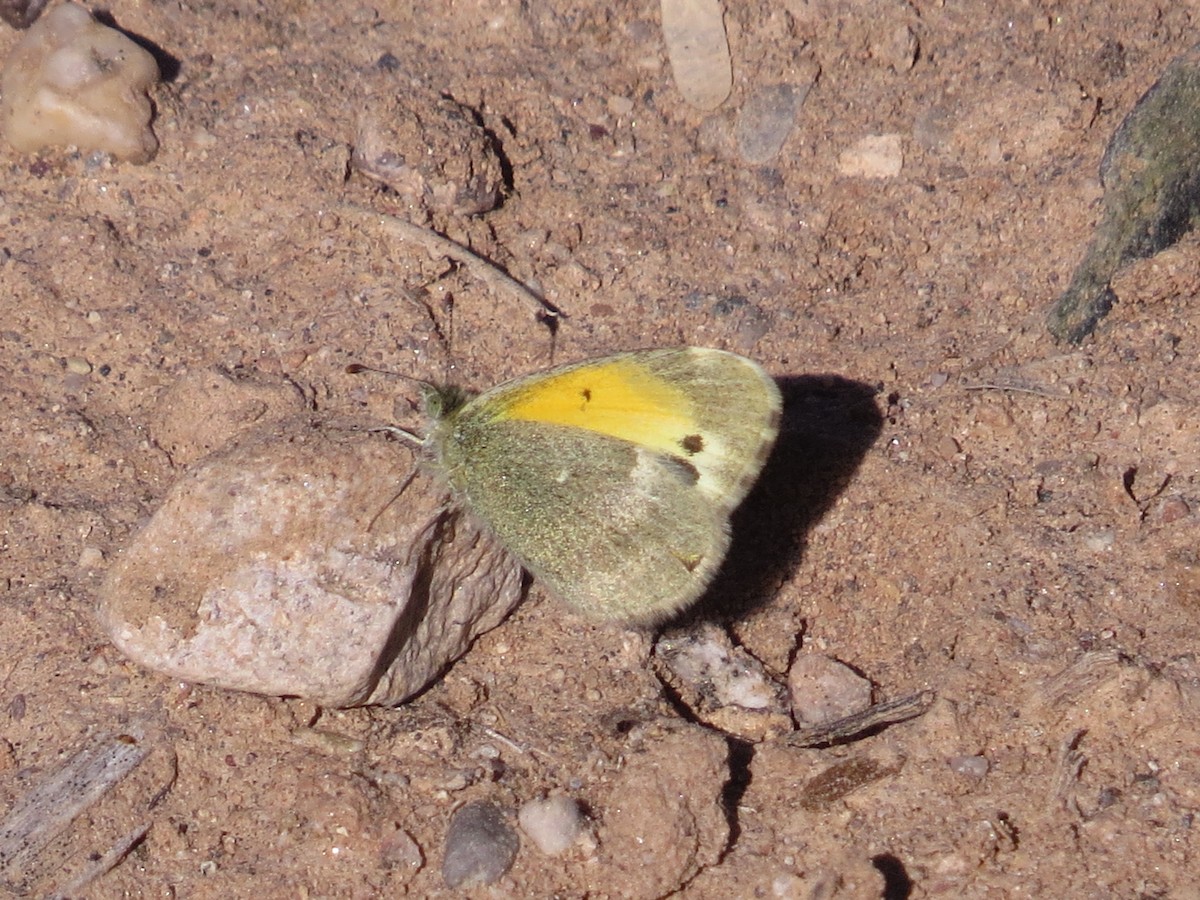 Dainty Sulphur - ML646595783