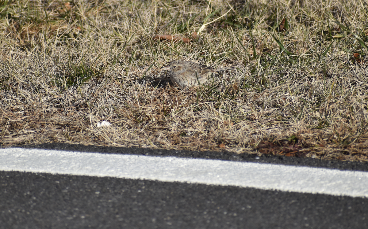 Cassin's Sparrow - ML646595784