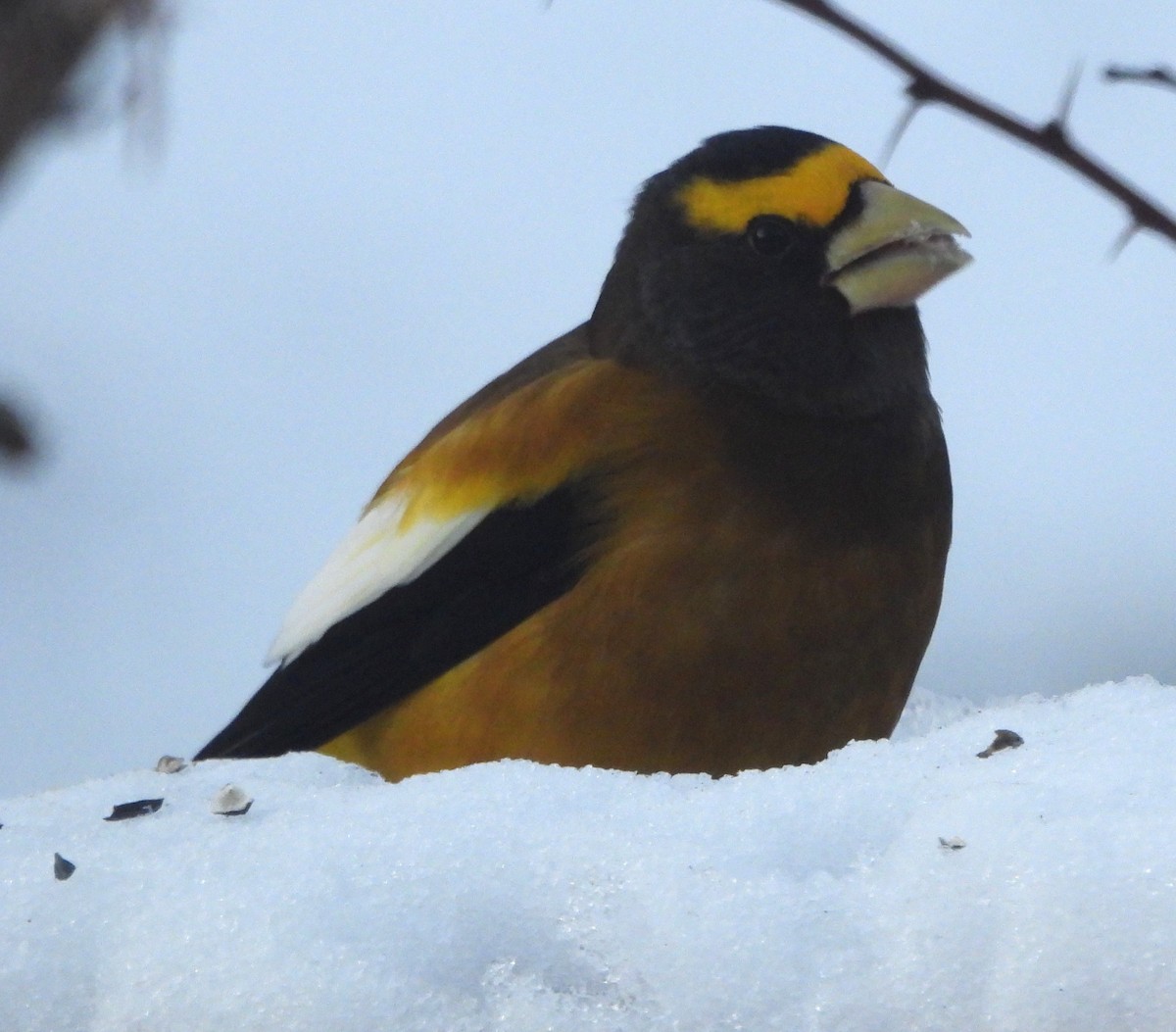 Вечерний дубонос - ML646595786