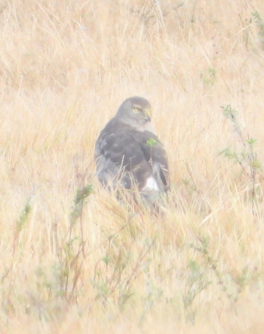 Американский лунь - ML646595787