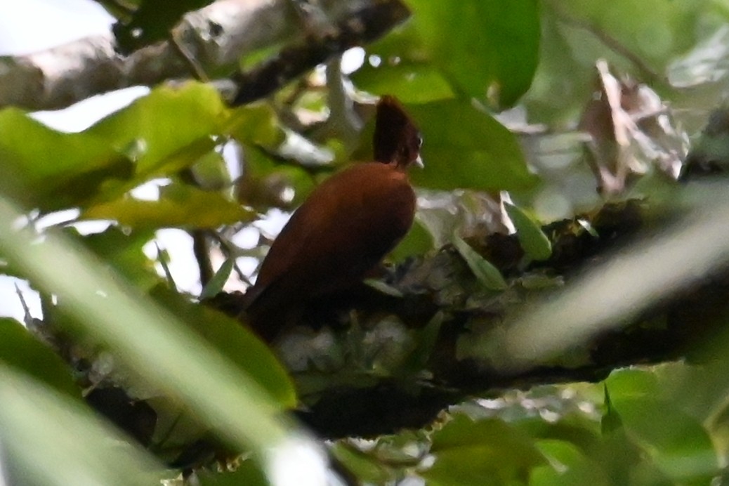 Chestnut Woodpecker - ML646595788