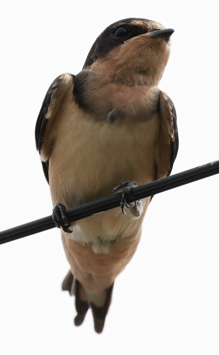 Ластівка сільська - ML646595793