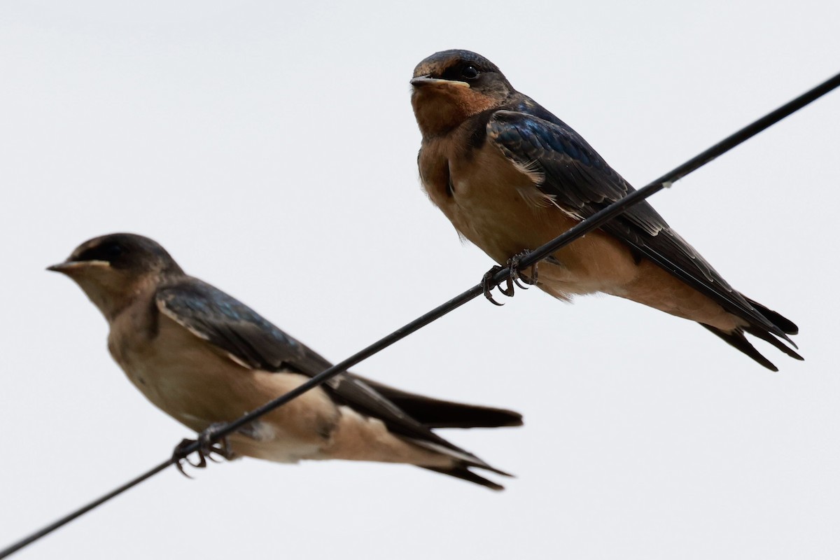 Ластівка сільська - ML646595794