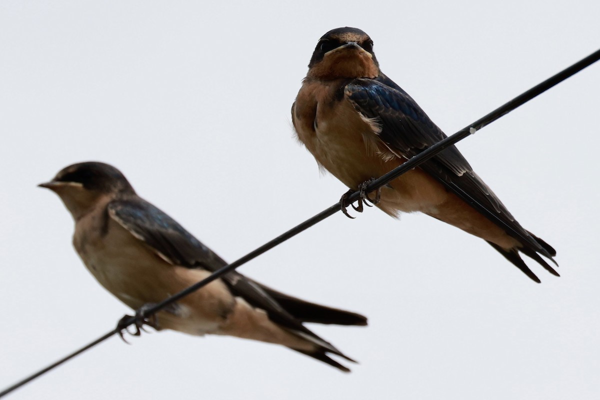 Ластівка сільська - ML646595796