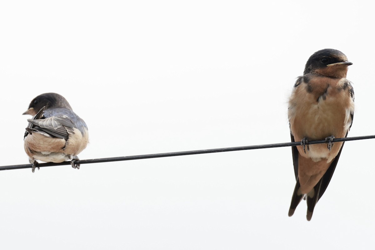 Ластівка сільська - ML646595797