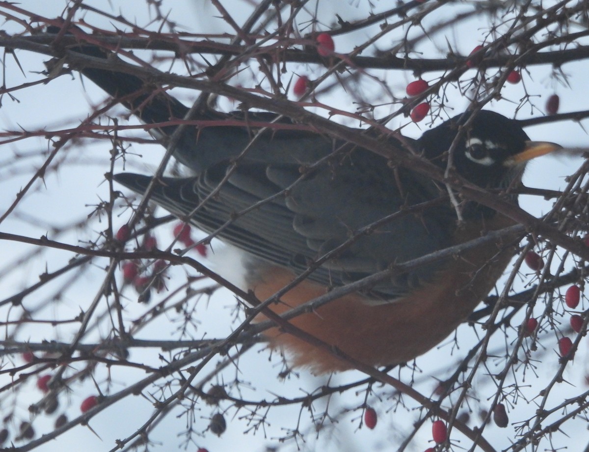 Странствующий дрозд - ML646595798