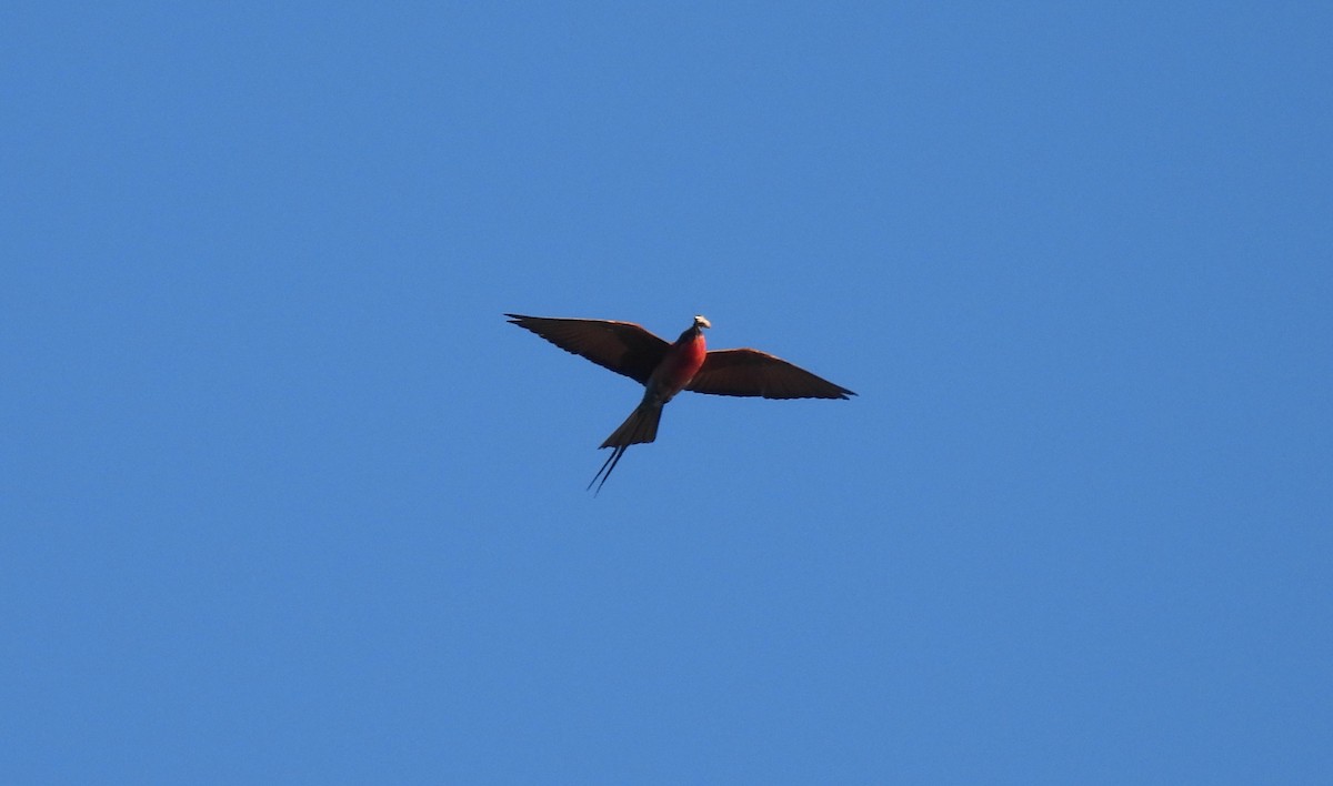 Guêpier carmin - ML646595800