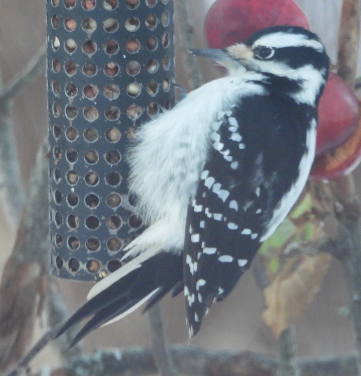 Волосатый дятел - ML646595801