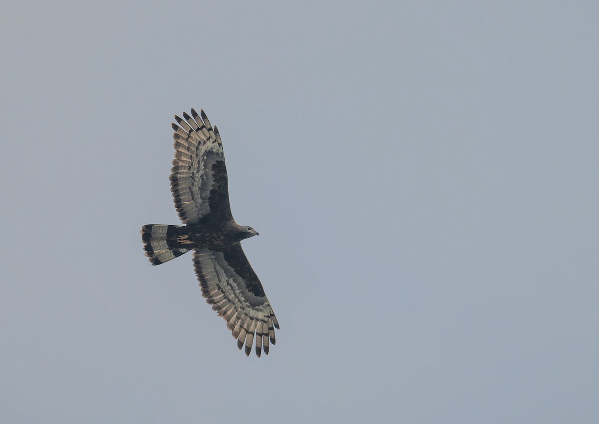 Oriental Honey-buzzard - ML646595803