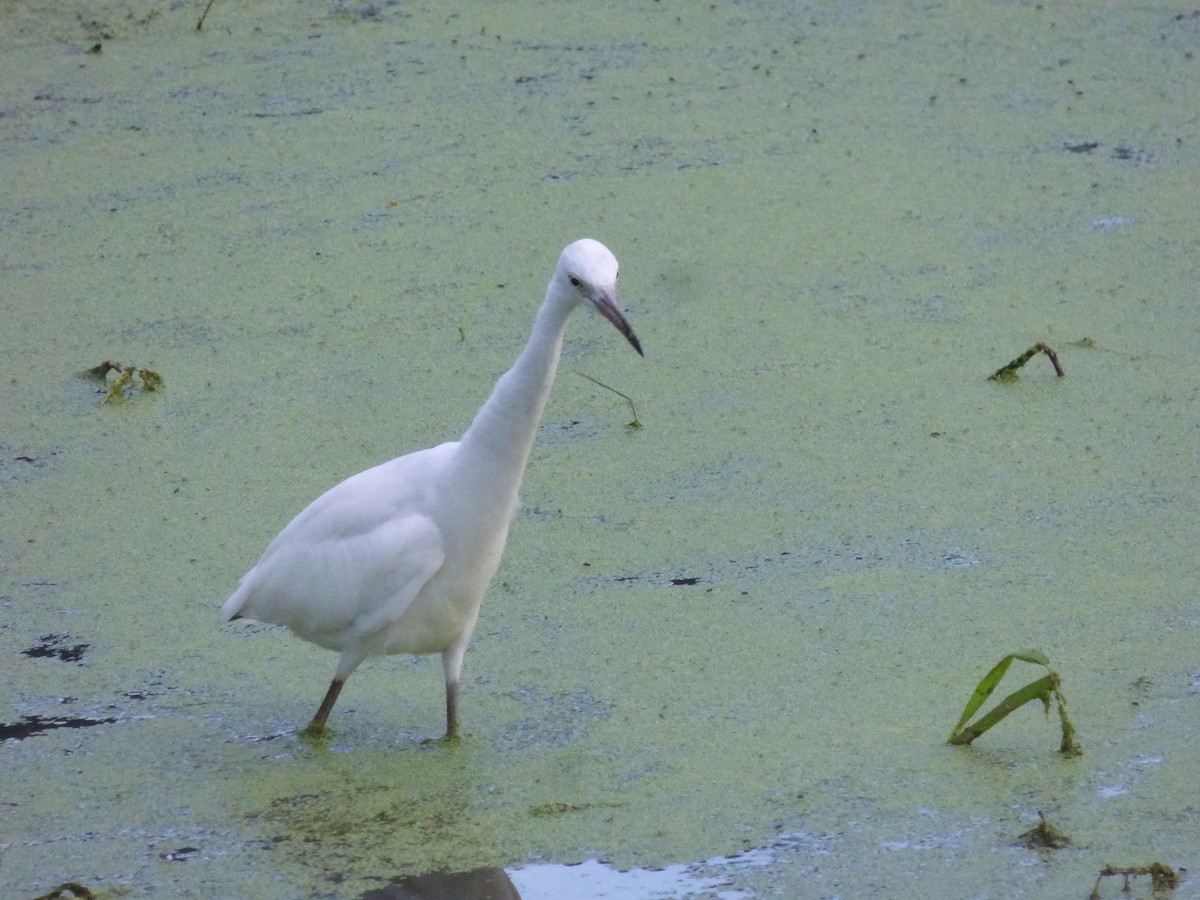 Snowy Egret - ML646595808