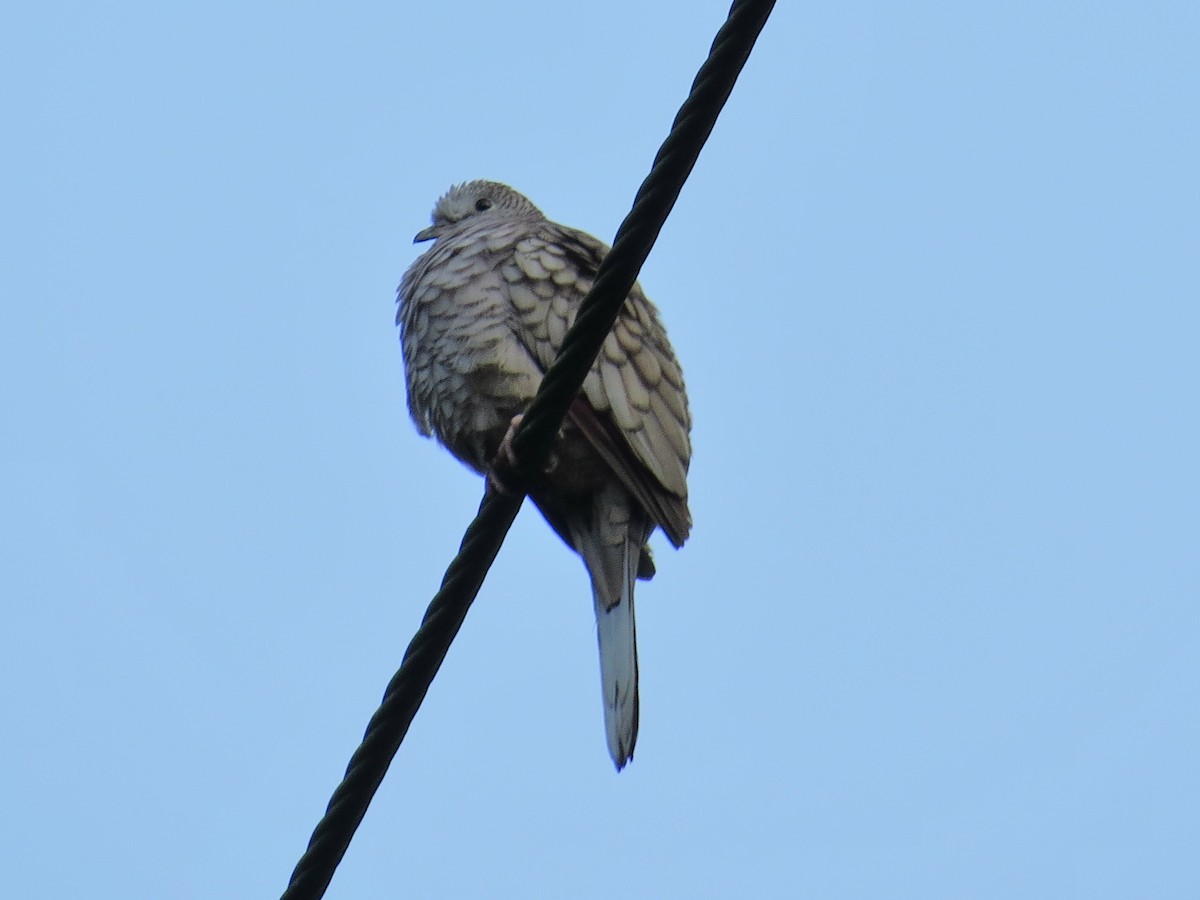 Tortolita Mexicana - ML646595809