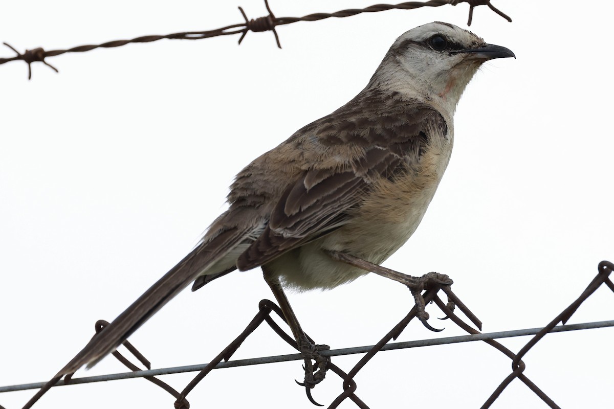 Пересмішник білобровий - ML646595810