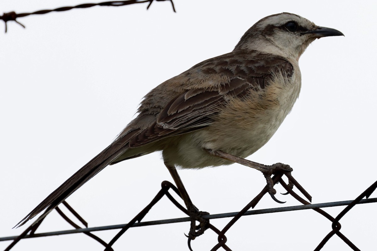 Пересмішник білобровий - ML646595811