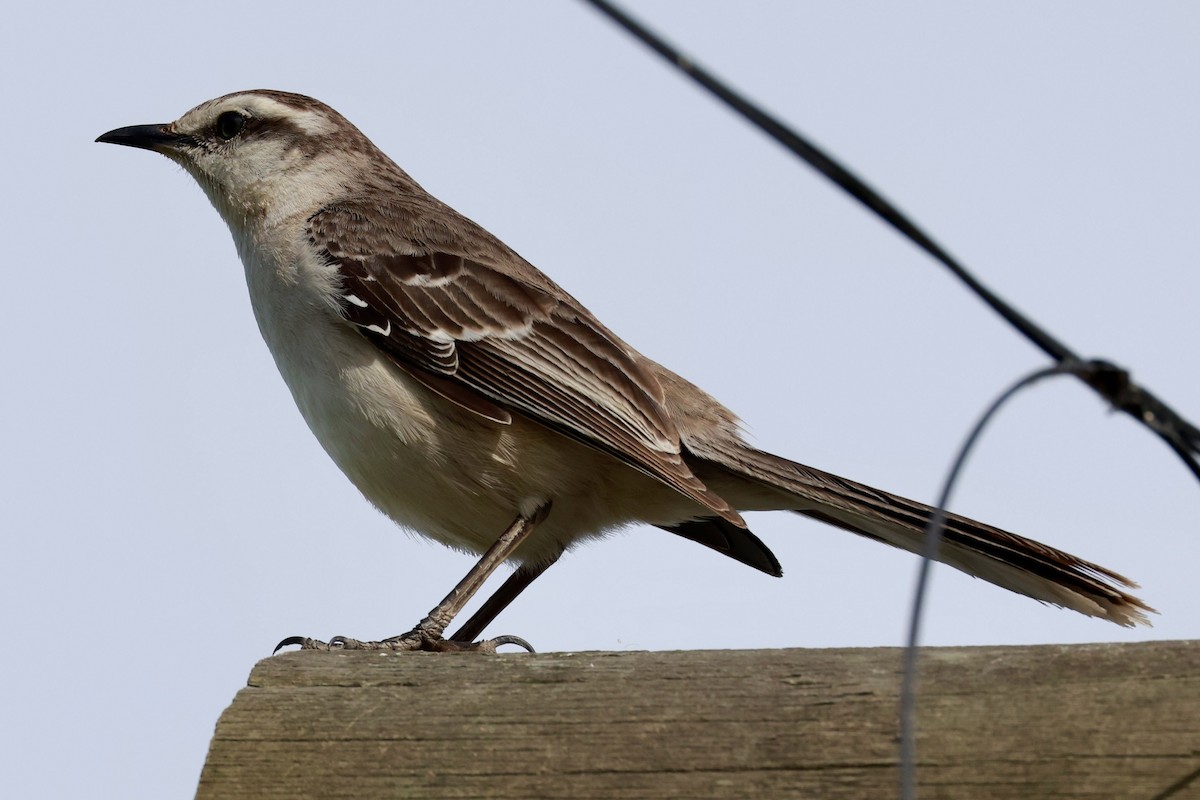 Пересмішник білобровий - ML646595812