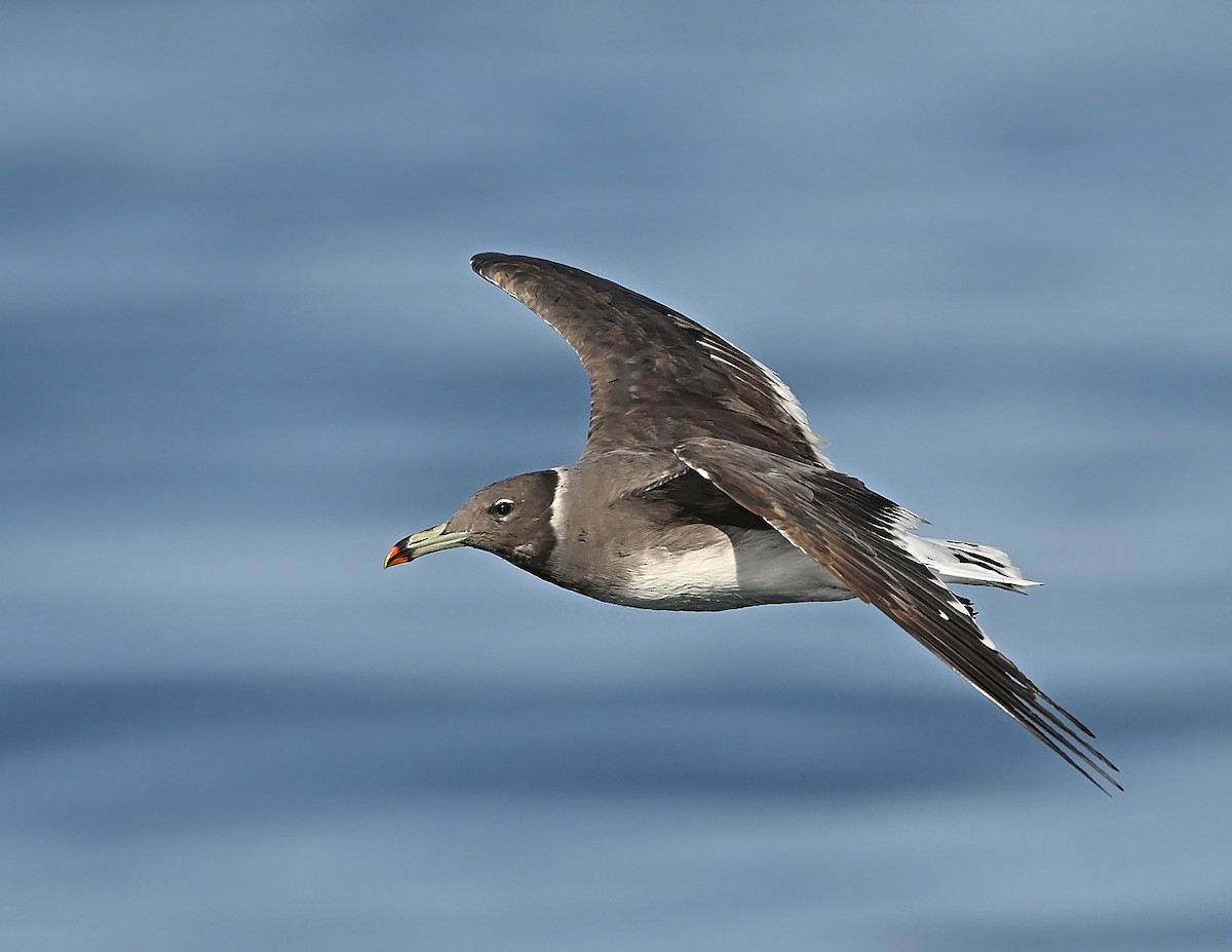 Аденская чайка - ML646595813