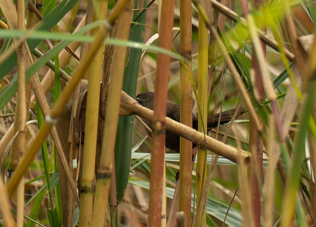 Marsh Babbler - ML646595814