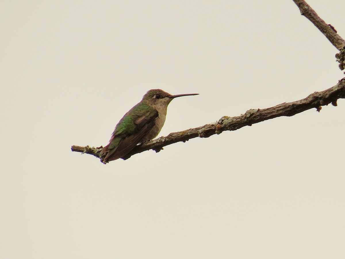 Colibri à gorge rubis - ML646595816