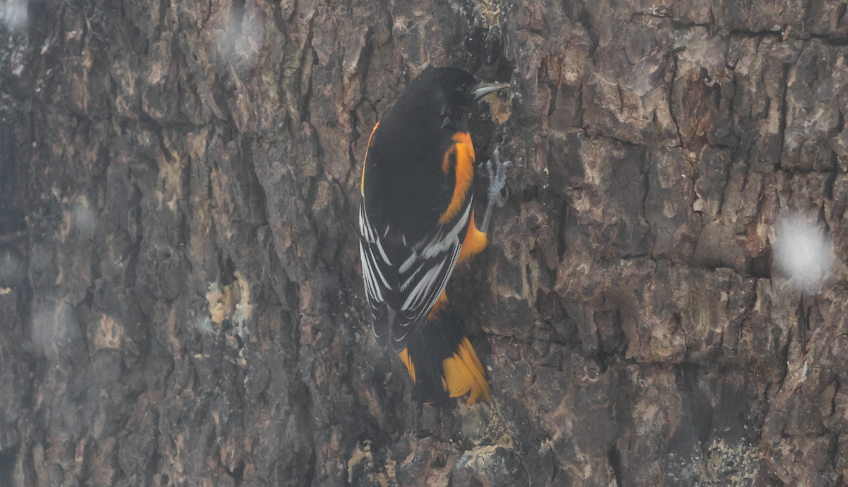 Baltimore Oriole - ML646595818