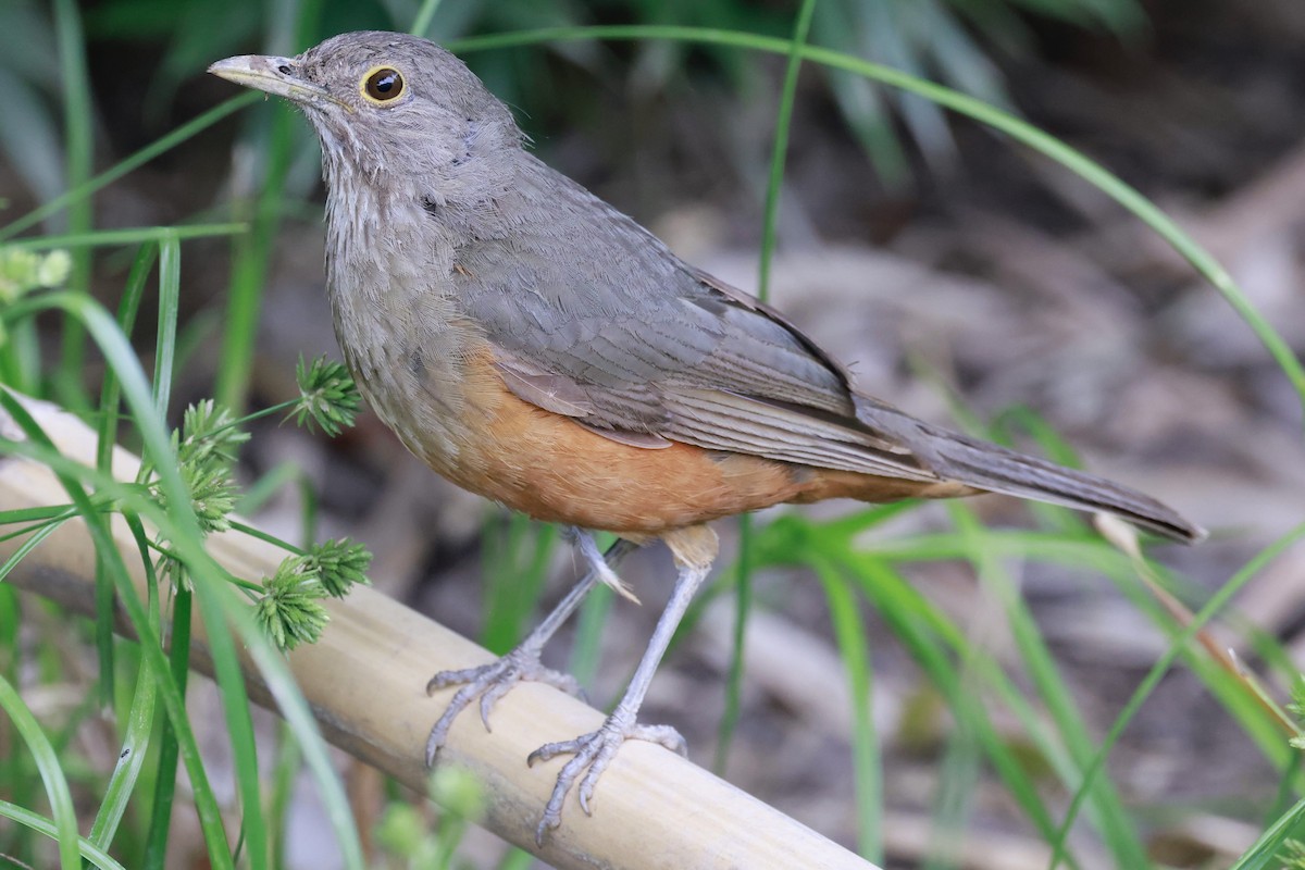 Дрізд рудочеревий - ML646595819