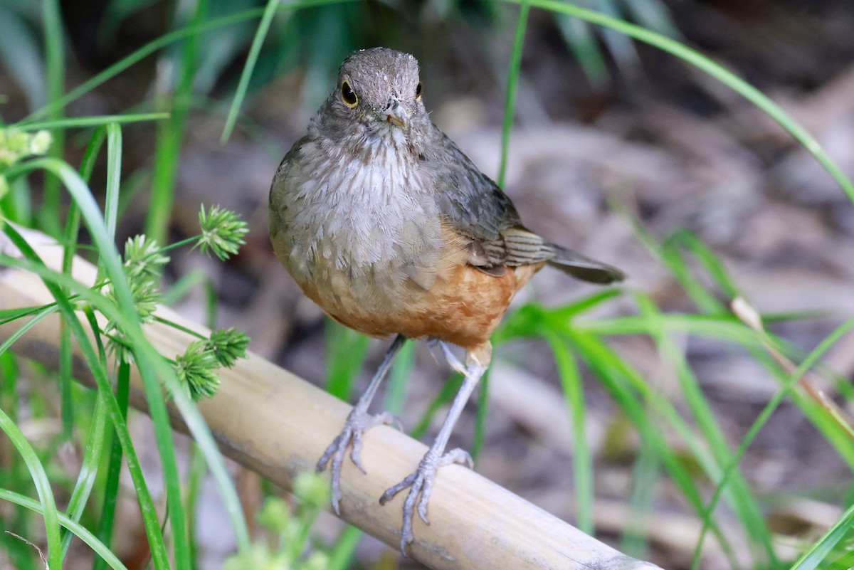 Rufous-bellied Thrush - ML646595820