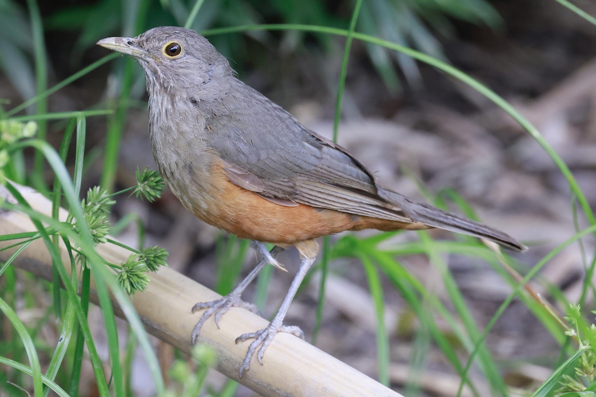 Rufous-bellied Thrush - ML646595821