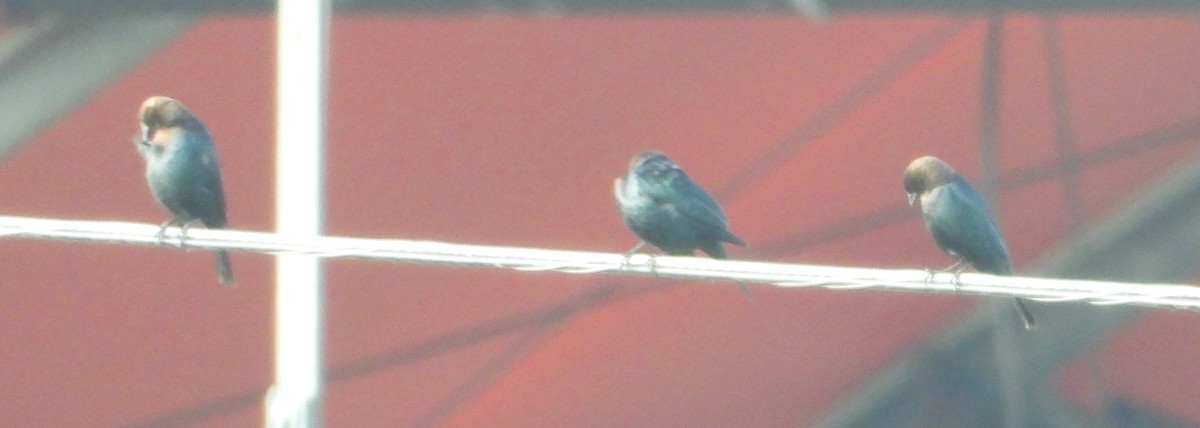 Коровий трупиал, буроголовый желтушник - ML646595822