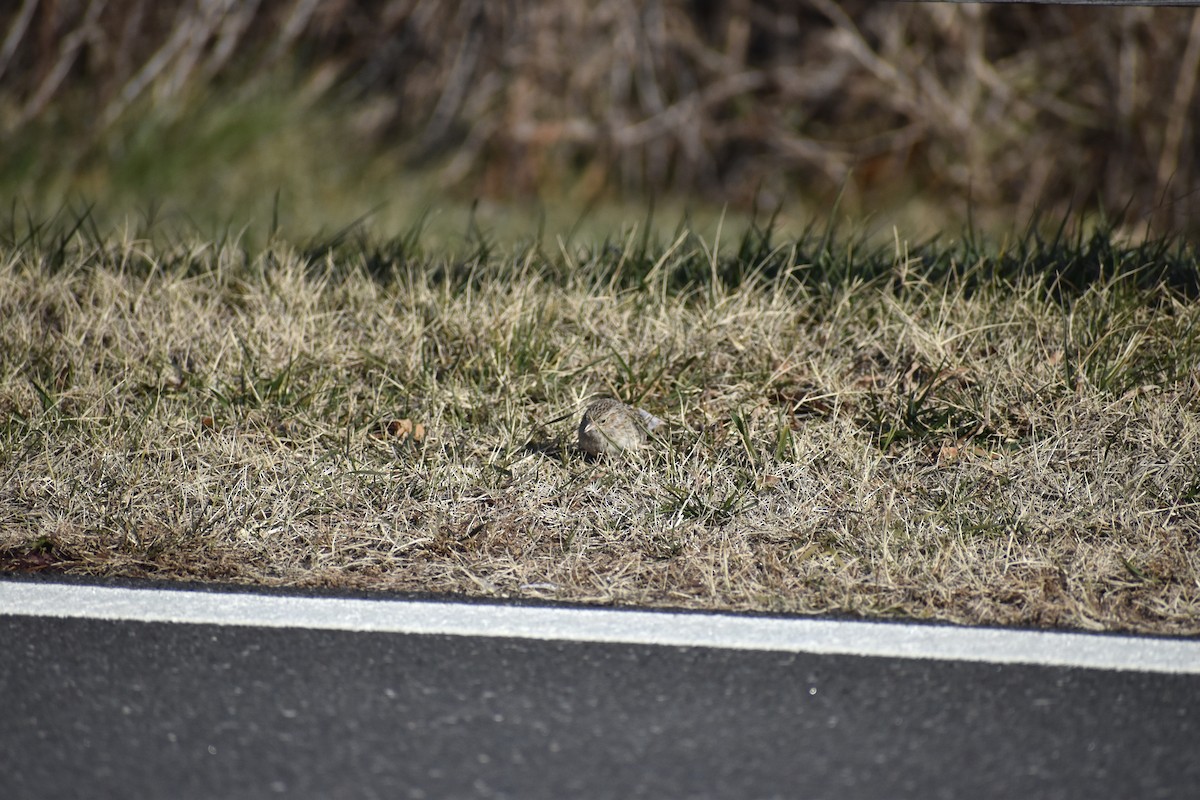 Cassin's Sparrow - ML646595824