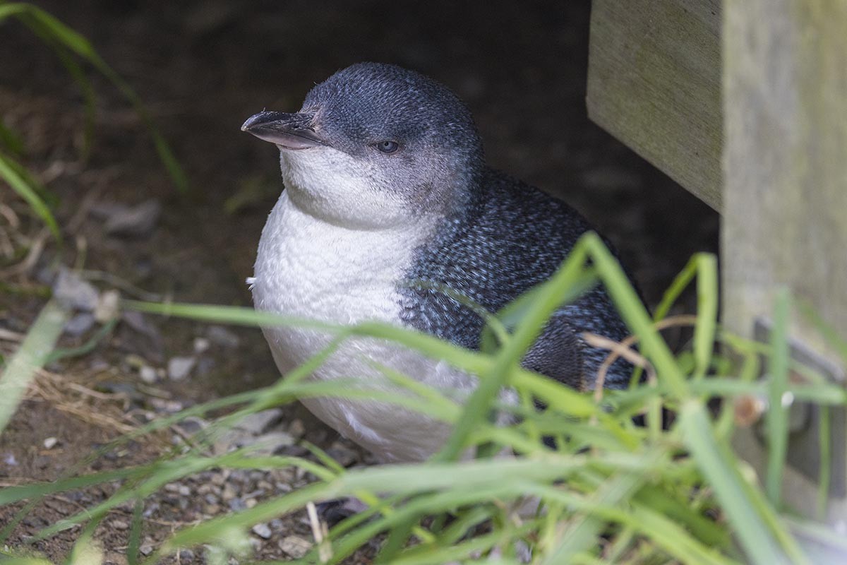 Little Penguin - ML646595825