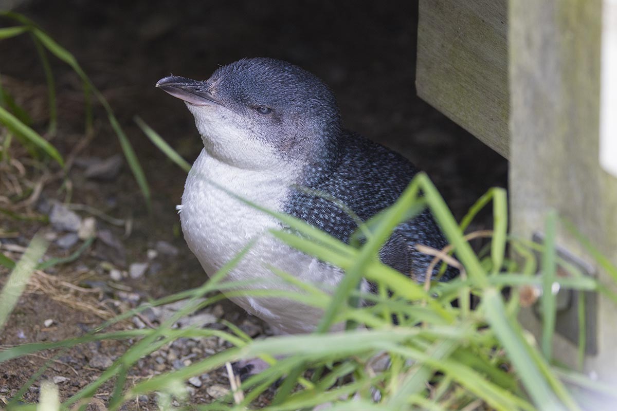 Little Penguin - ML646595826