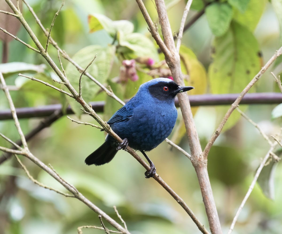 Masked Flowerpiercer - ML646595827