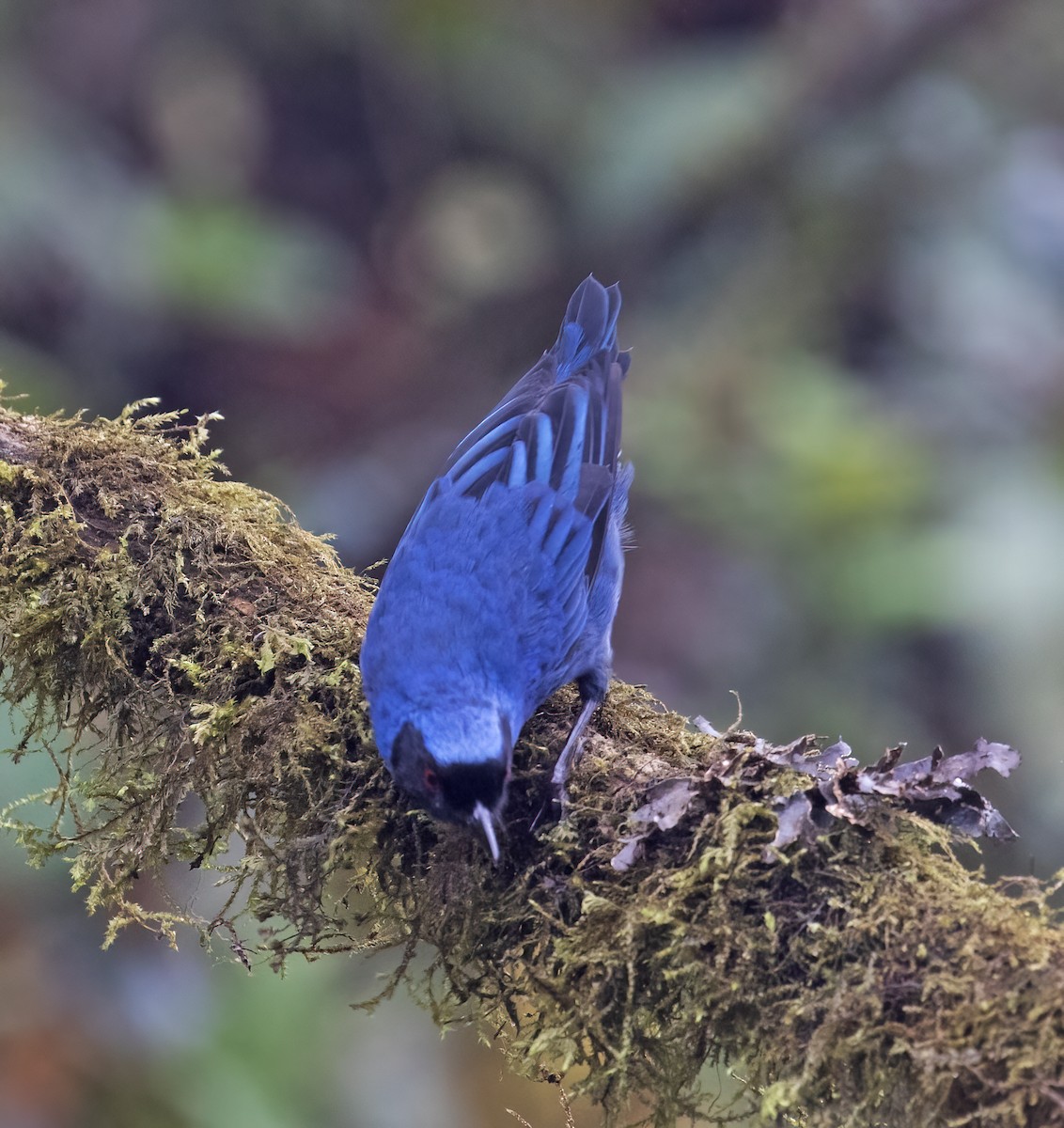 Masked Flowerpiercer - ML646595828