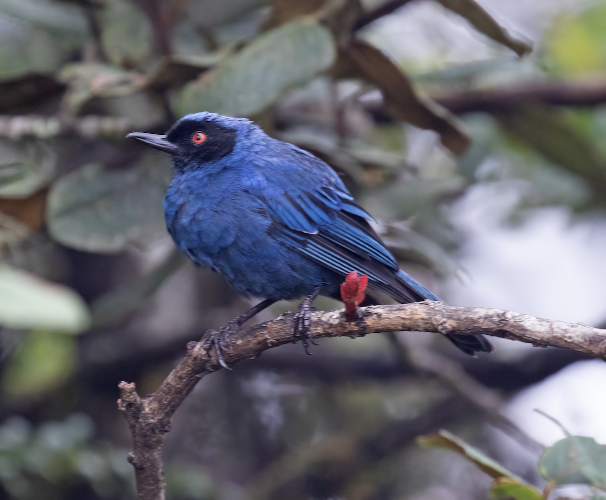Masked Flowerpiercer - ML646595829