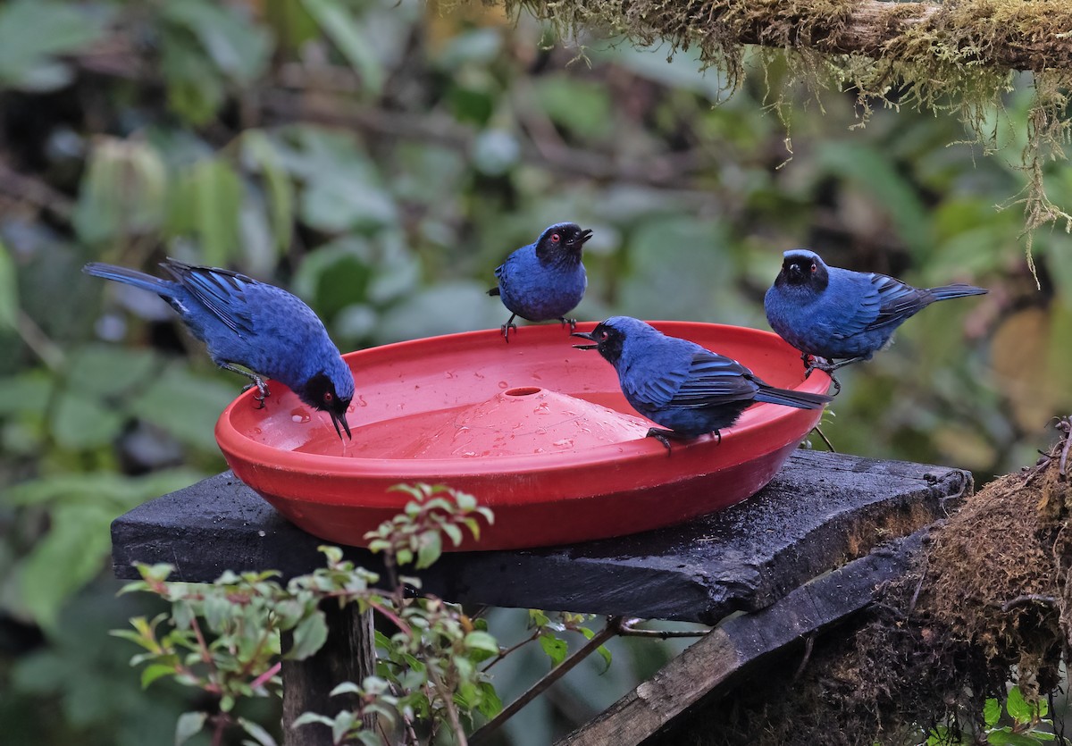 Masked Flowerpiercer - ML646595830