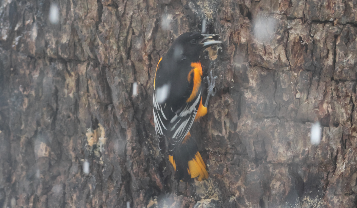 Baltimore Oriole - ML646595832