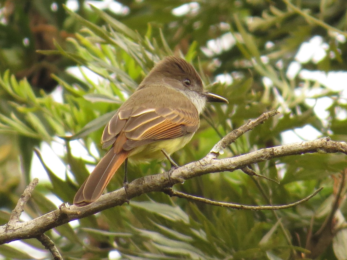 Dusky-capped Flycatcher - ML646595833