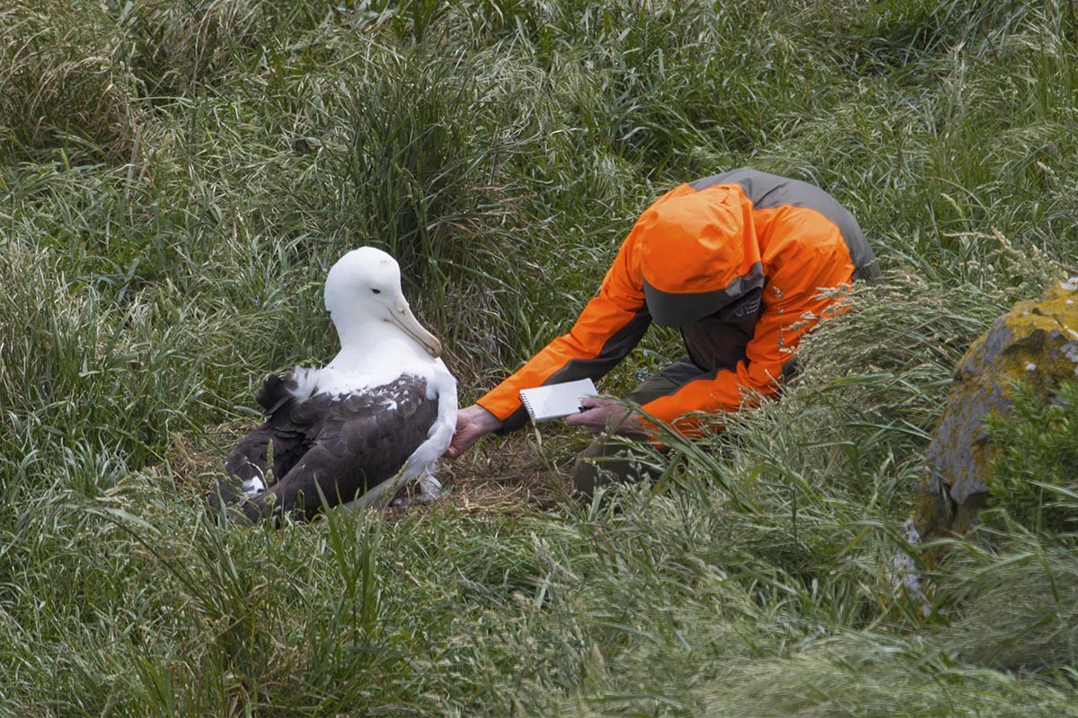 Northern Royal Albatross - ML646595834