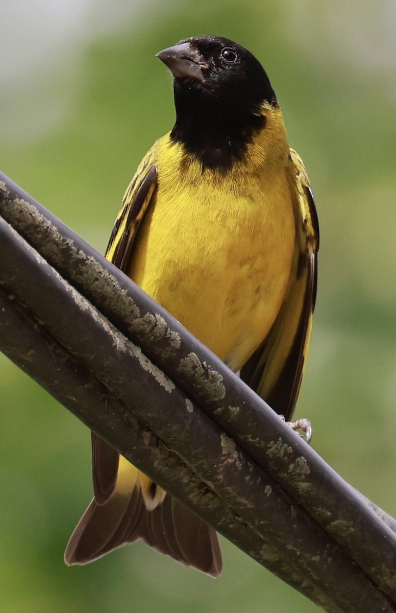 Hooded Siskin - ML646595835