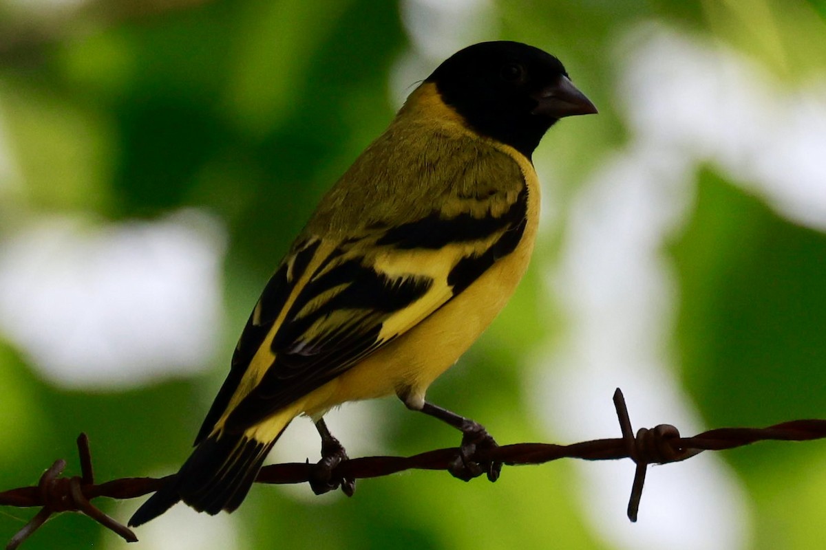 Hooded Siskin - ML646595836