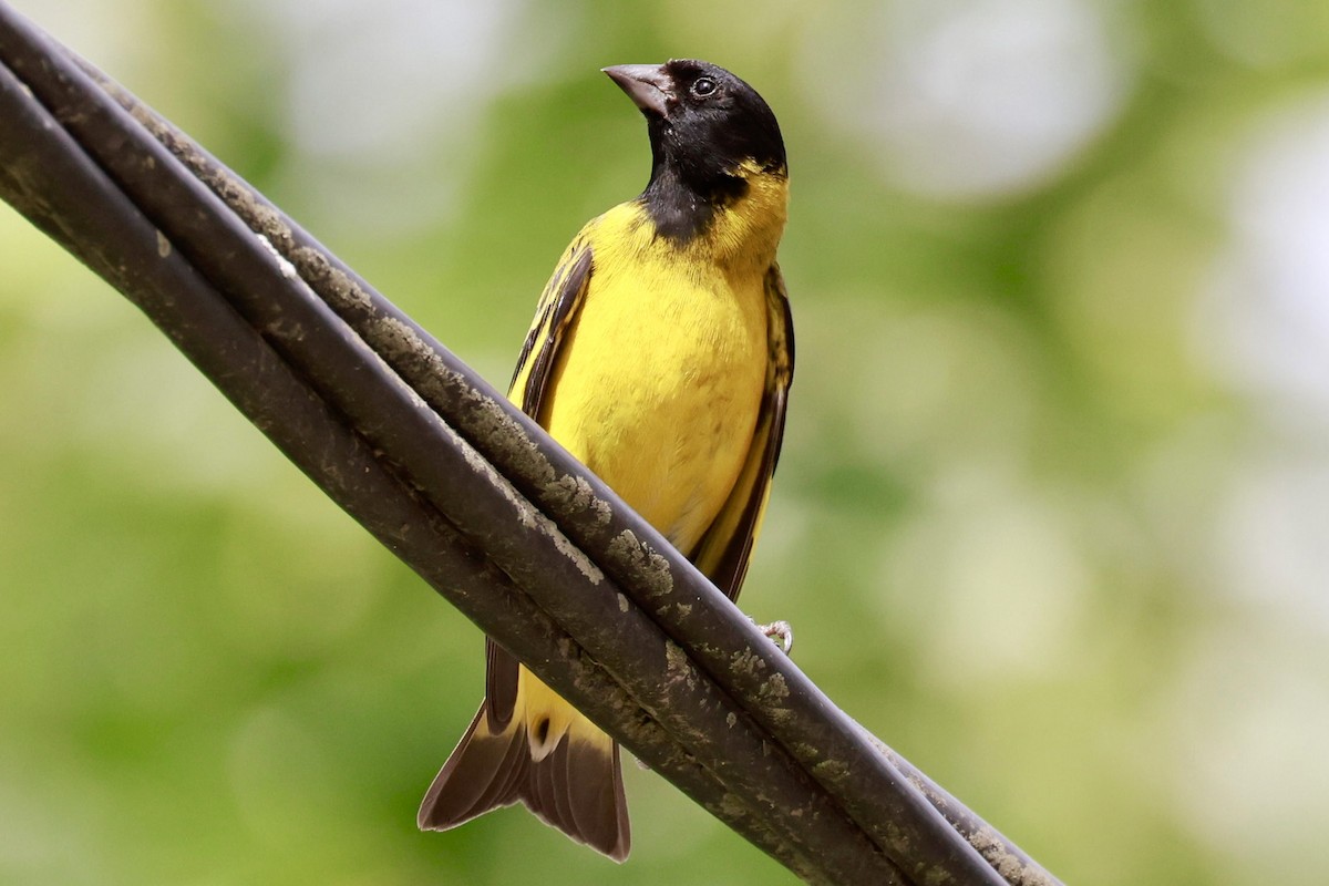 Hooded Siskin - ML646595837