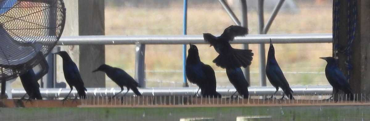 Boat-tailed Grackle - ML646595839