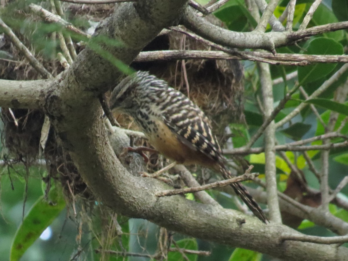 Band-backed Wren - ML646595840