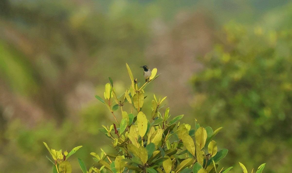 Reichenbach's Sunbird - ML646595841